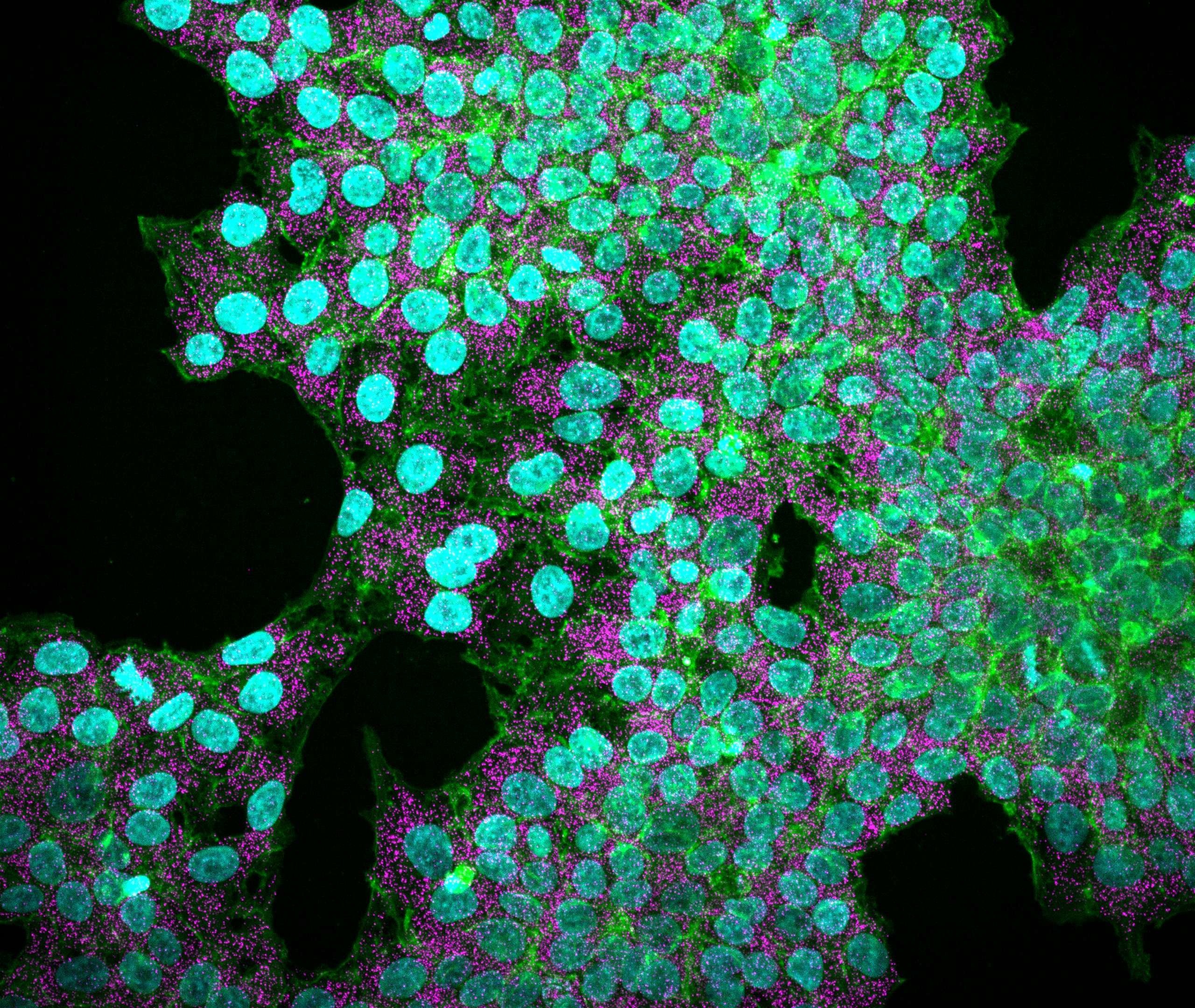 cut cell b7 and paste it to cell e12